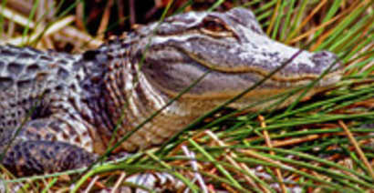 Need a Job? Now Hiring: Alligator Hunters