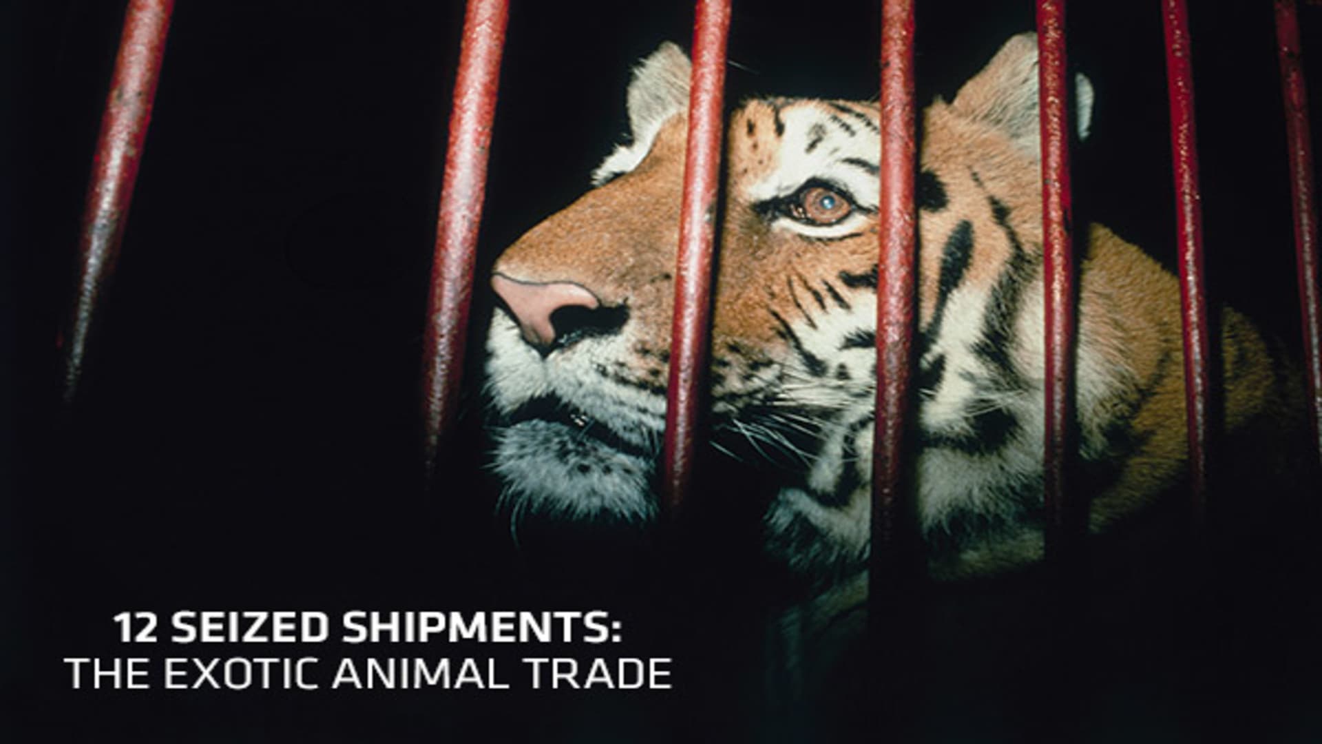 12 Seized Shipments: The Exotic Animal Trade