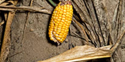 Smallest Corn Crop in Six Years Better Than Worst Fears 