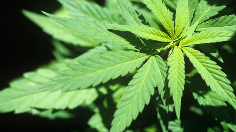 Legal Pot! Craving For Cannabis Cash